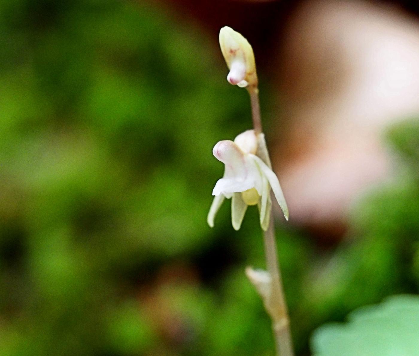 Orchid, Ghost flower